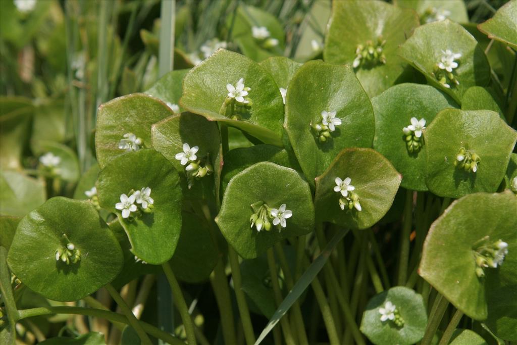 Claytonia perfoliata (door Willem Braam)