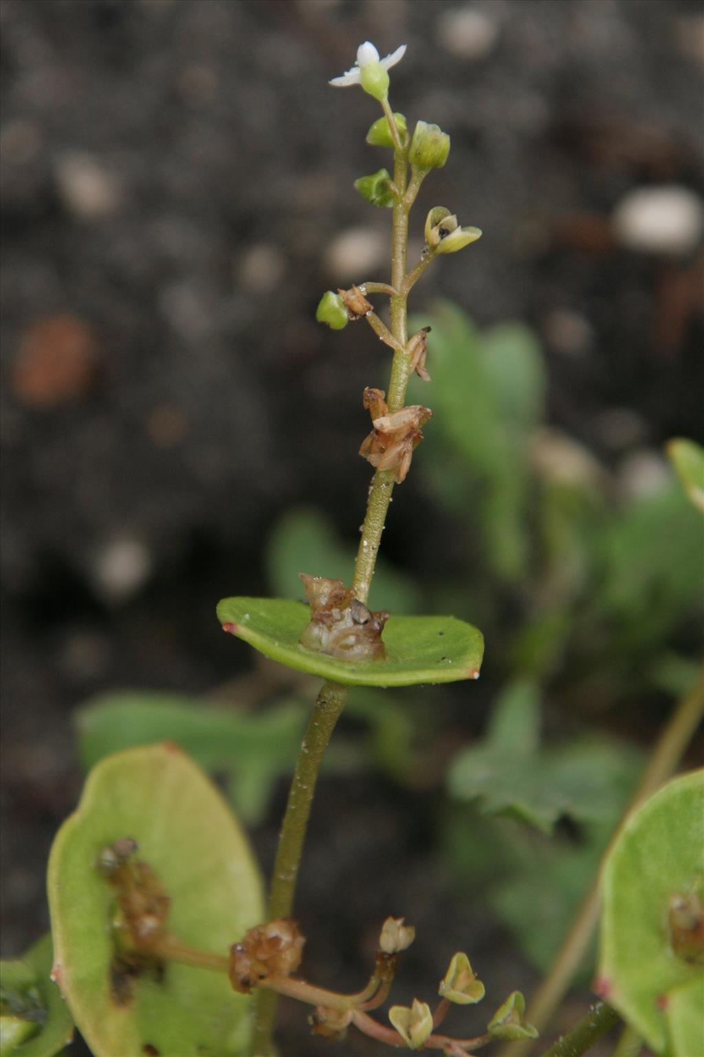 Claytonia perfoliata (door Willem Braam)