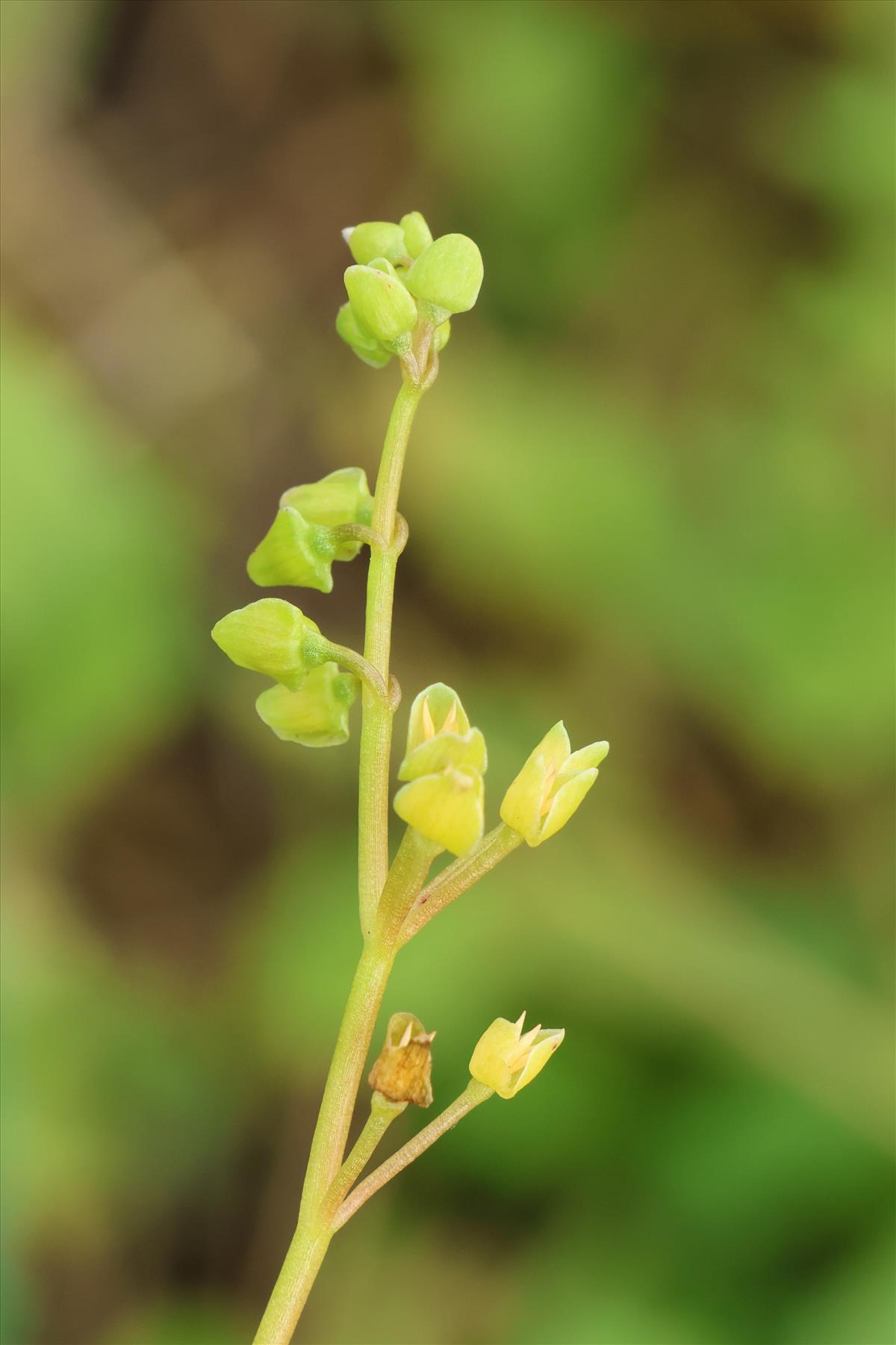 Claytonia perfoliata (door Willem Braam)