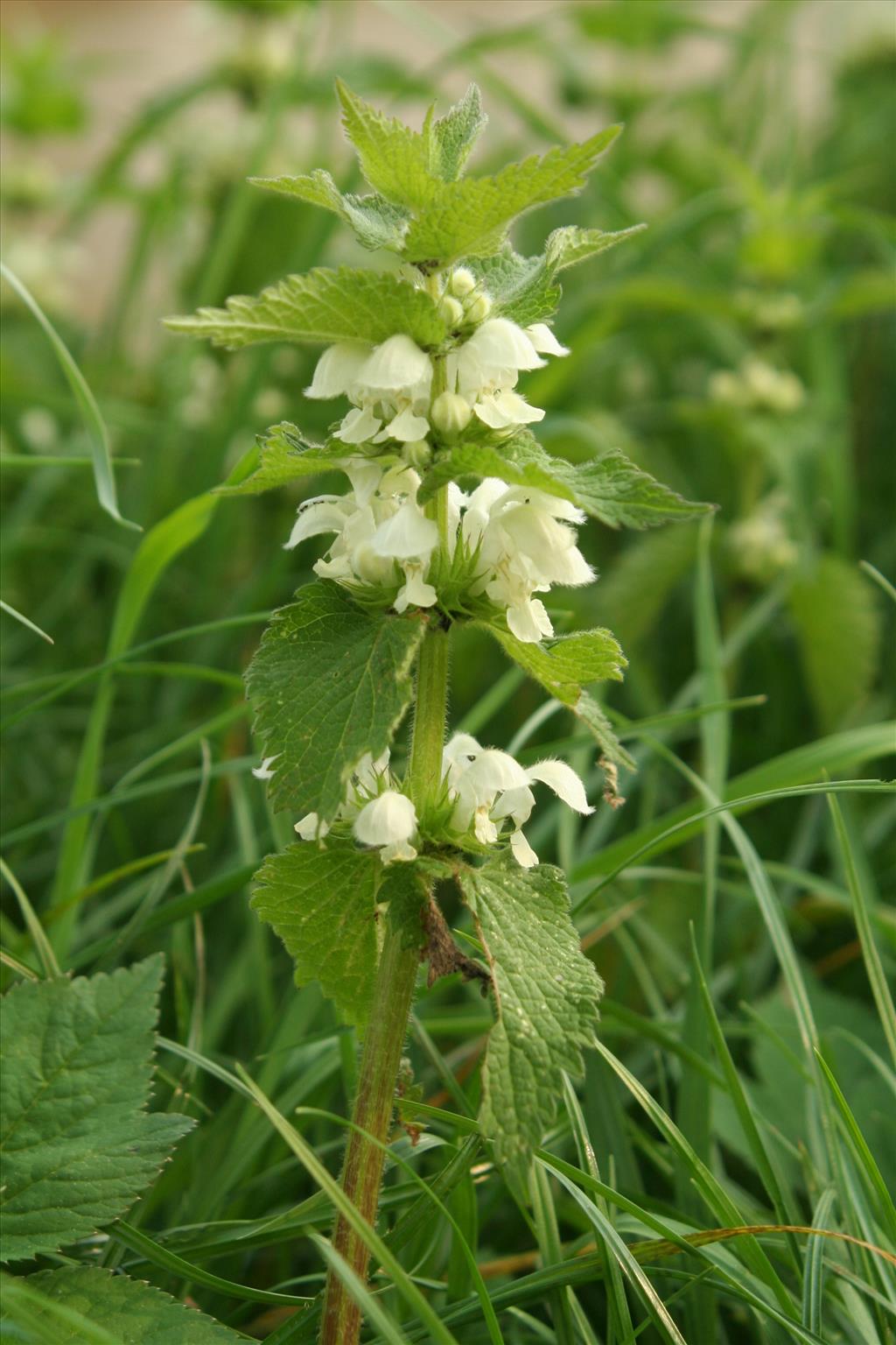 Lamium album (door Willem Braam)