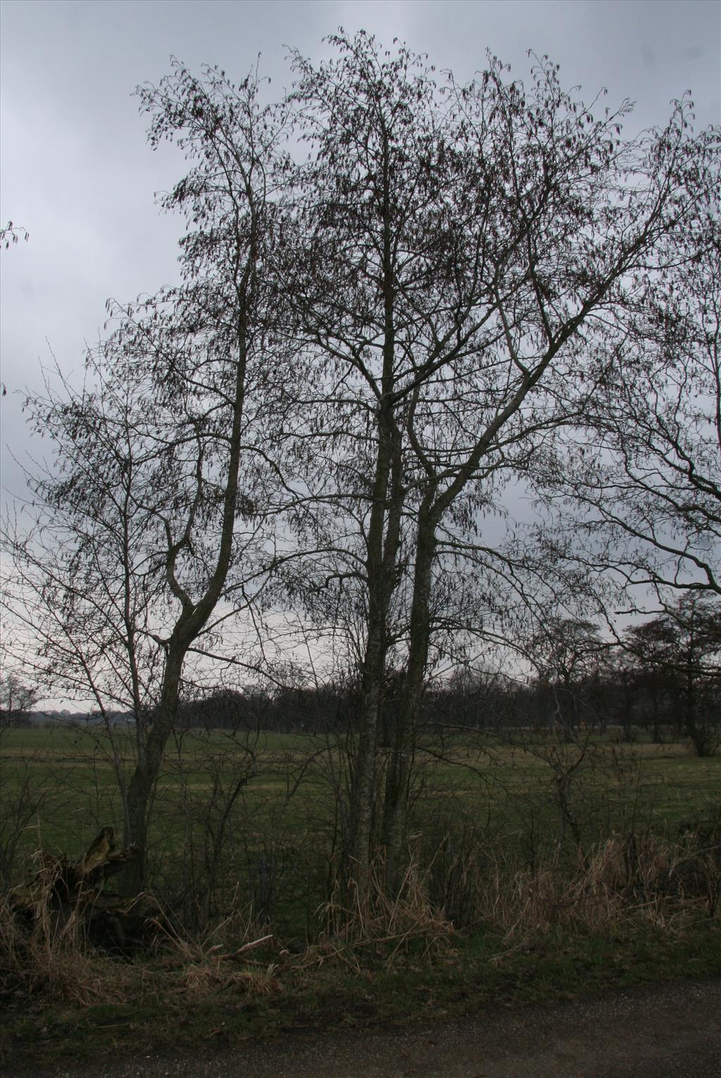 Alnus incana (door Willem Braam)