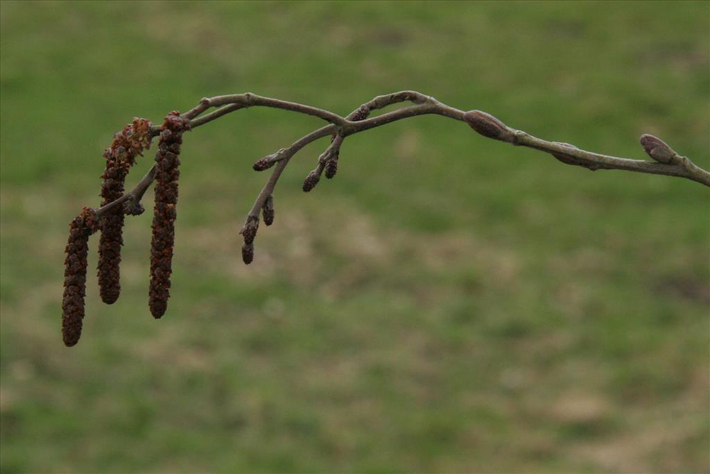 Alnus incana (door Willem Braam)