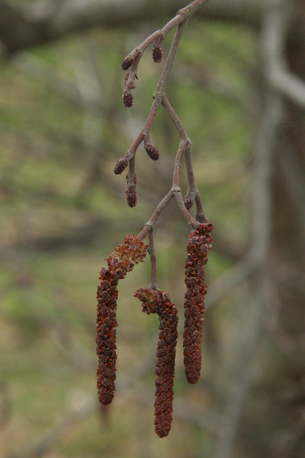 Alnus incana (door Willem Braam)