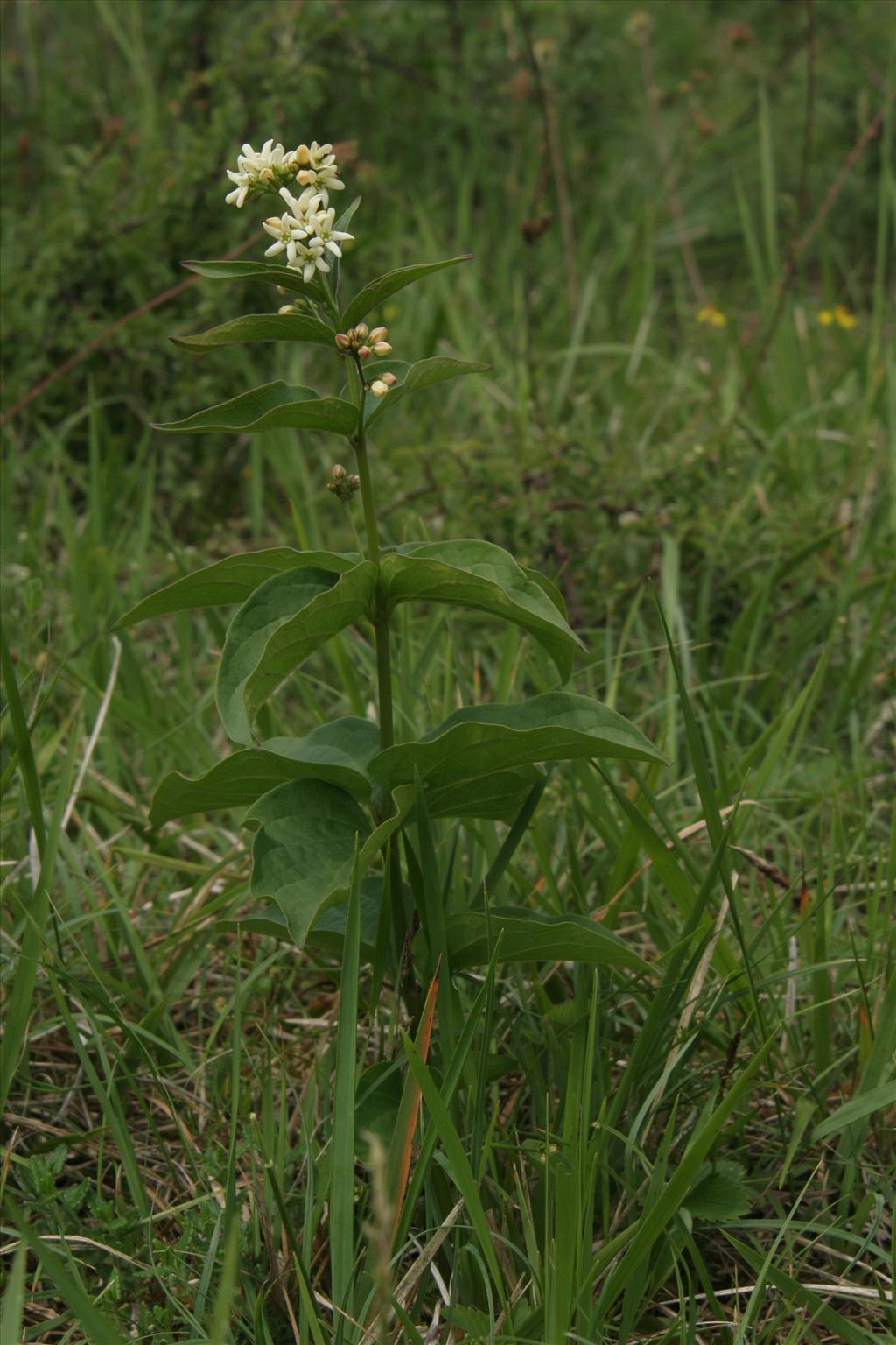 Vincetoxicum hirundinaria (door Willem Braam)