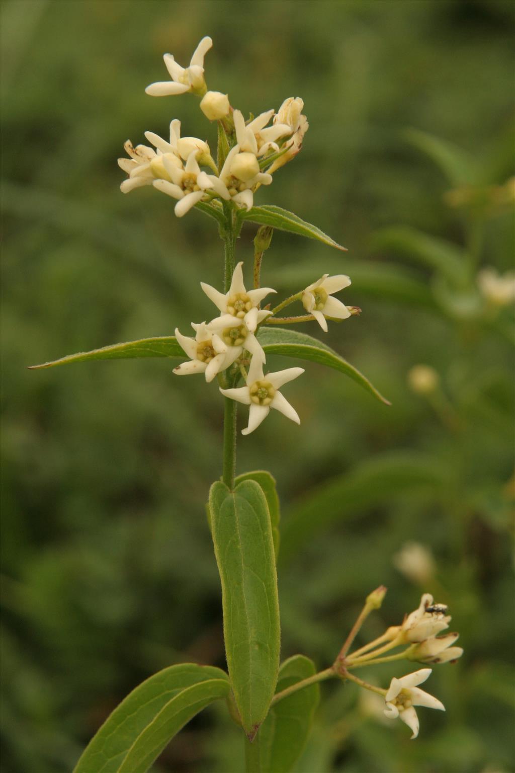 Vincetoxicum hirundinaria (door Willem Braam)