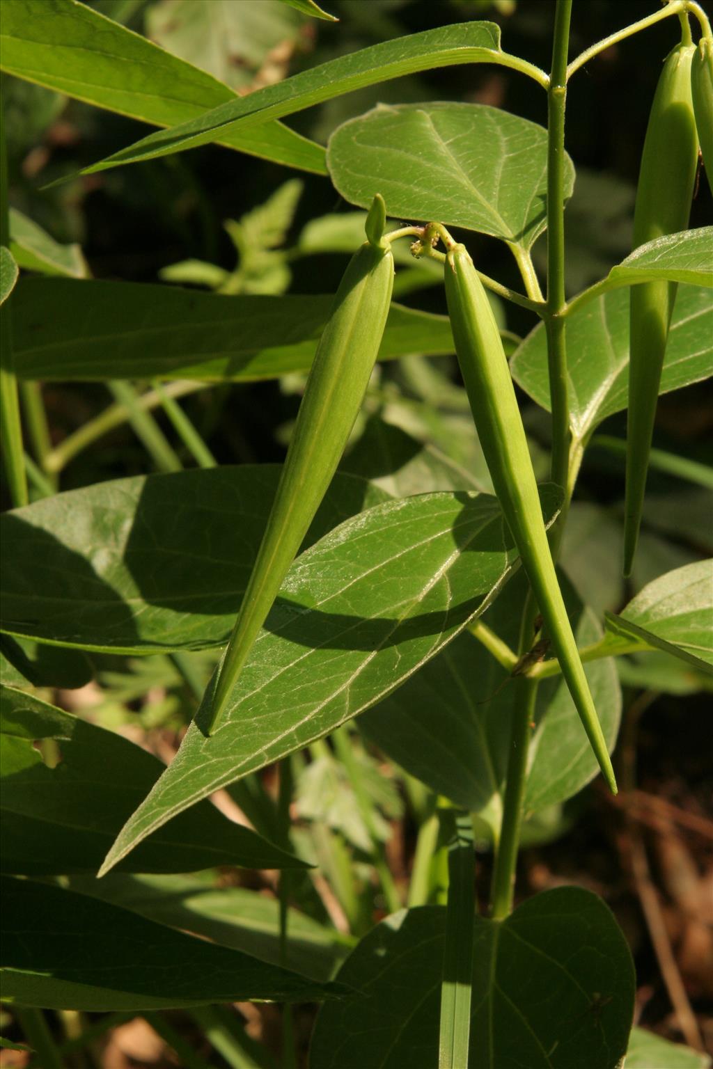 Vincetoxicum hirundinaria (door Willem Braam)