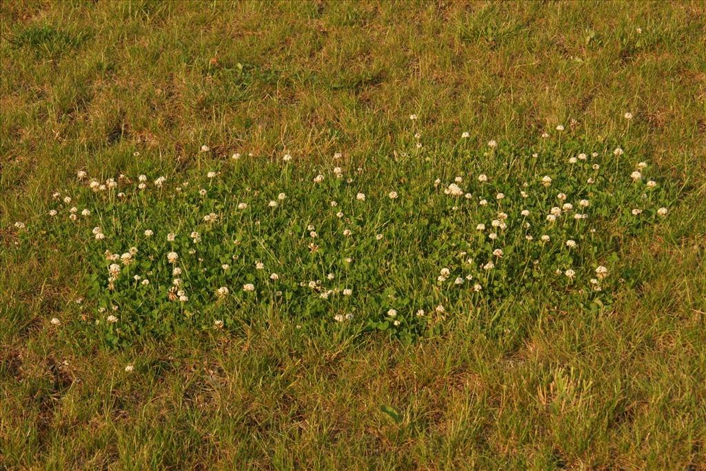 Trifolium repens (door Willem Braam)