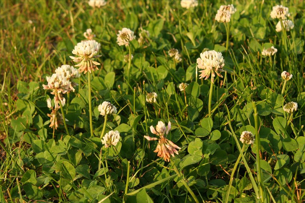 Trifolium repens (door Willem Braam)