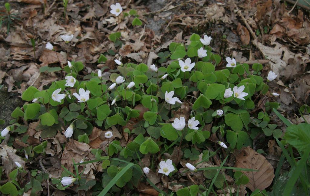 Oxalis acetosella (door Willem Braam)