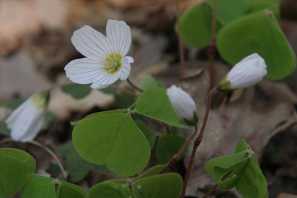 Oxalis acetosella (door Willem Braam)