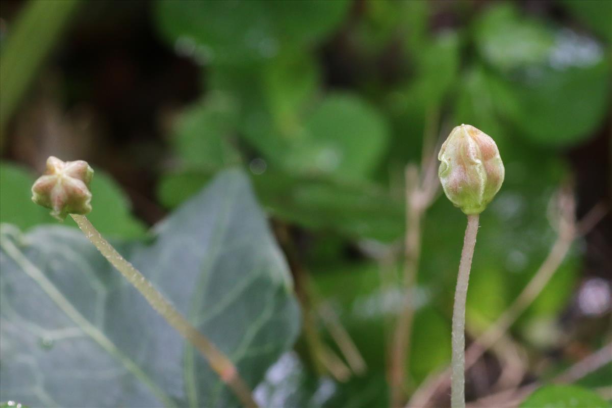 Oxalis acetosella (door Willem Braam)