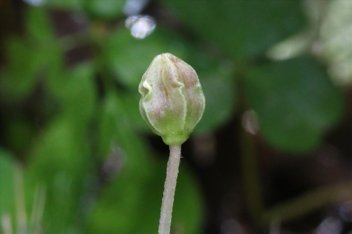 Oxalis acetosella (door Willem Braam)