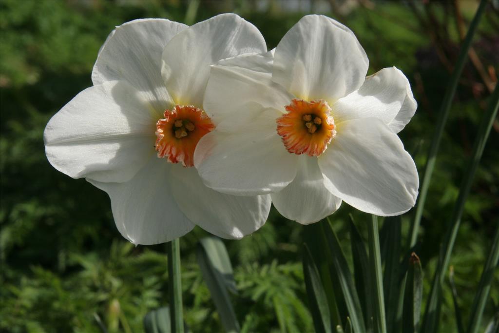 Narcissus poeticus (door Willem Braam)