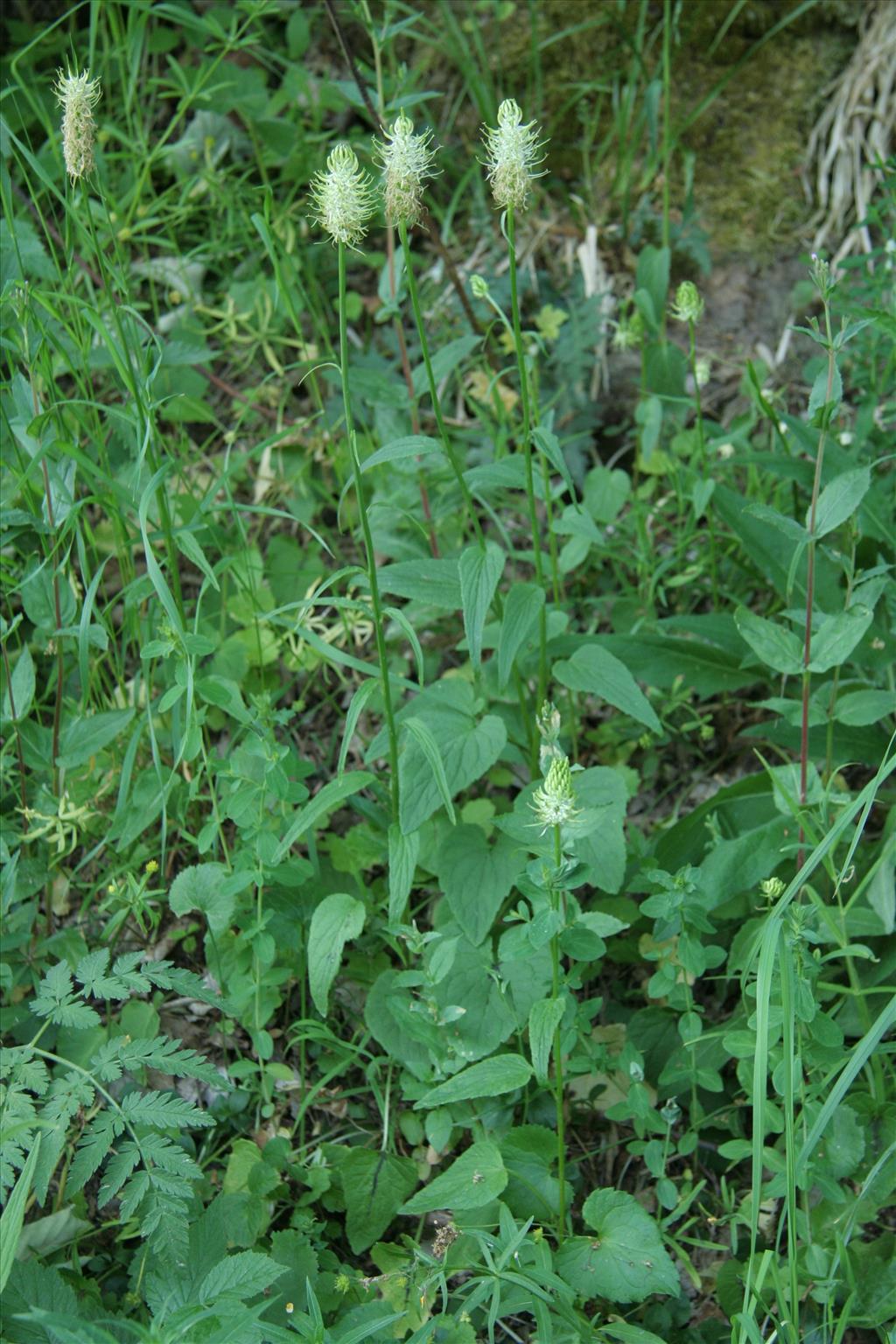 Phyteuma spicatum (door Willem Braam)