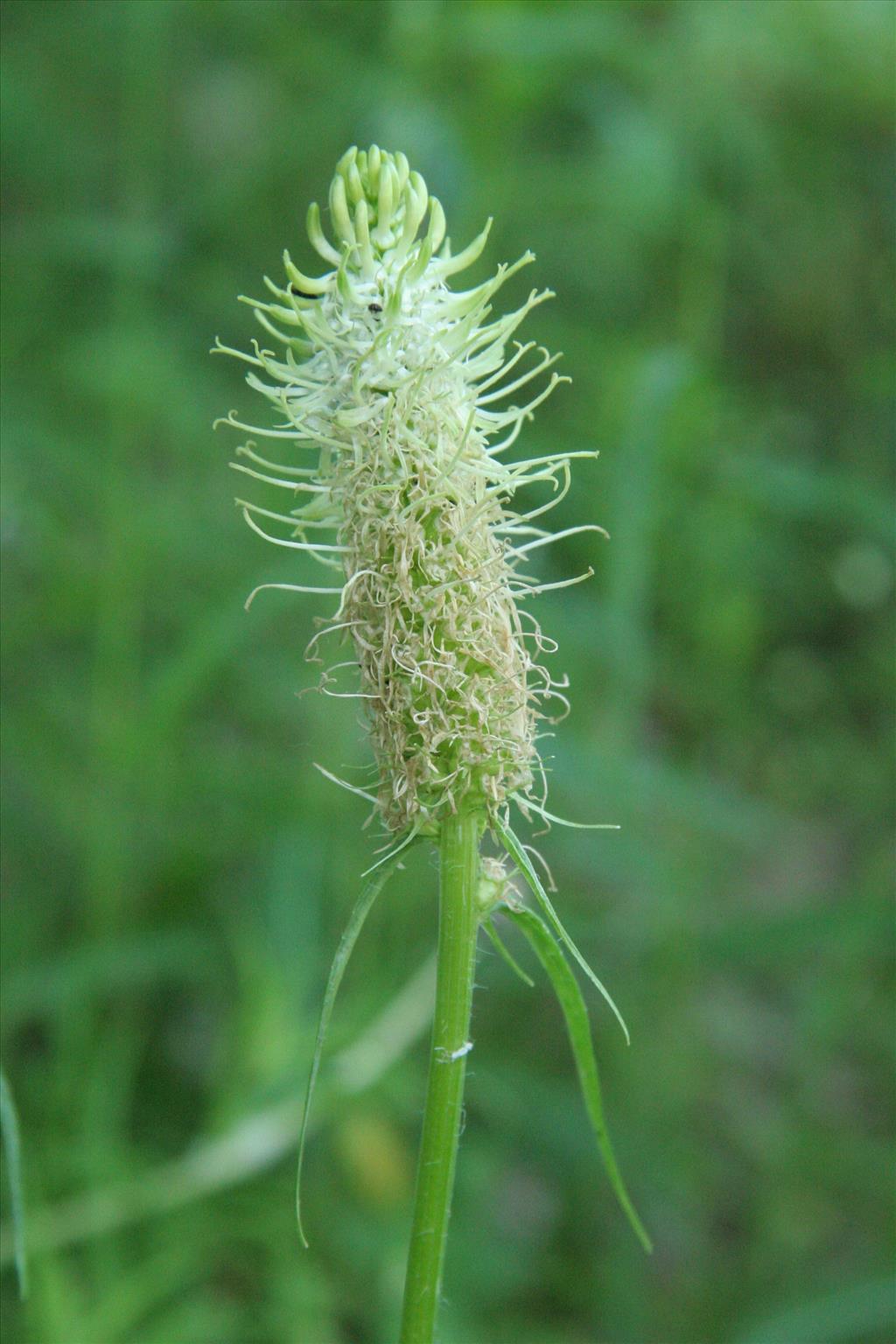 Phyteuma spicatum WEG (door Willem Braam)