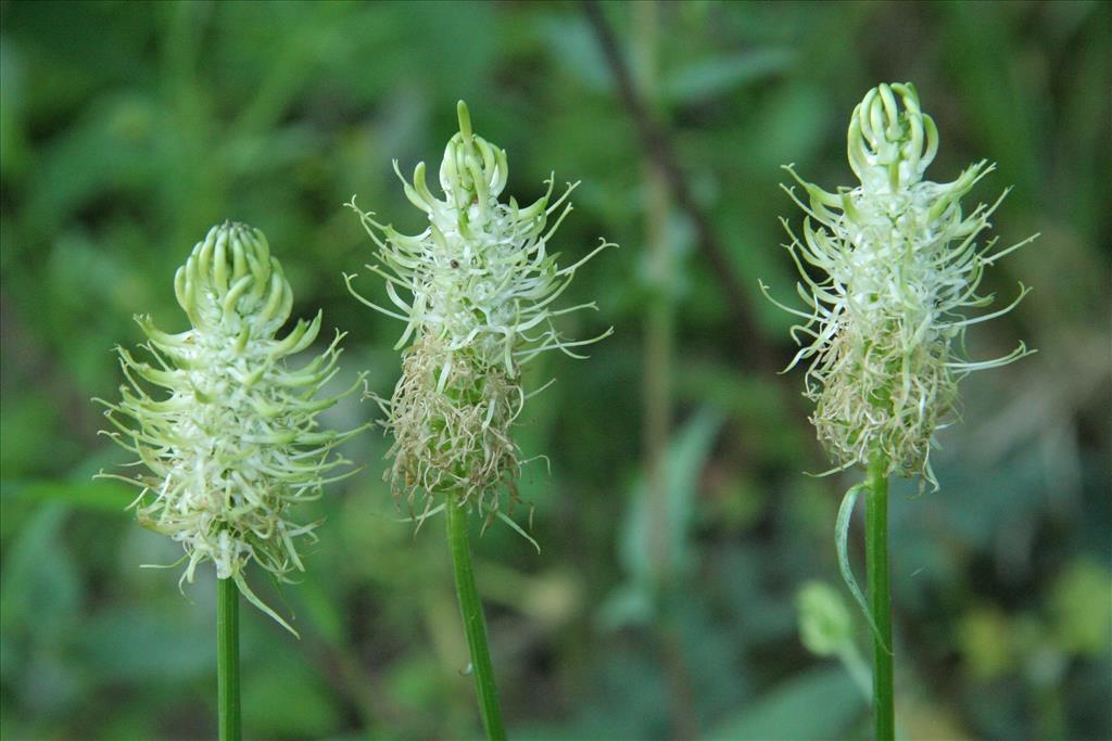 Phyteuma spicatum (door Willem Braam)