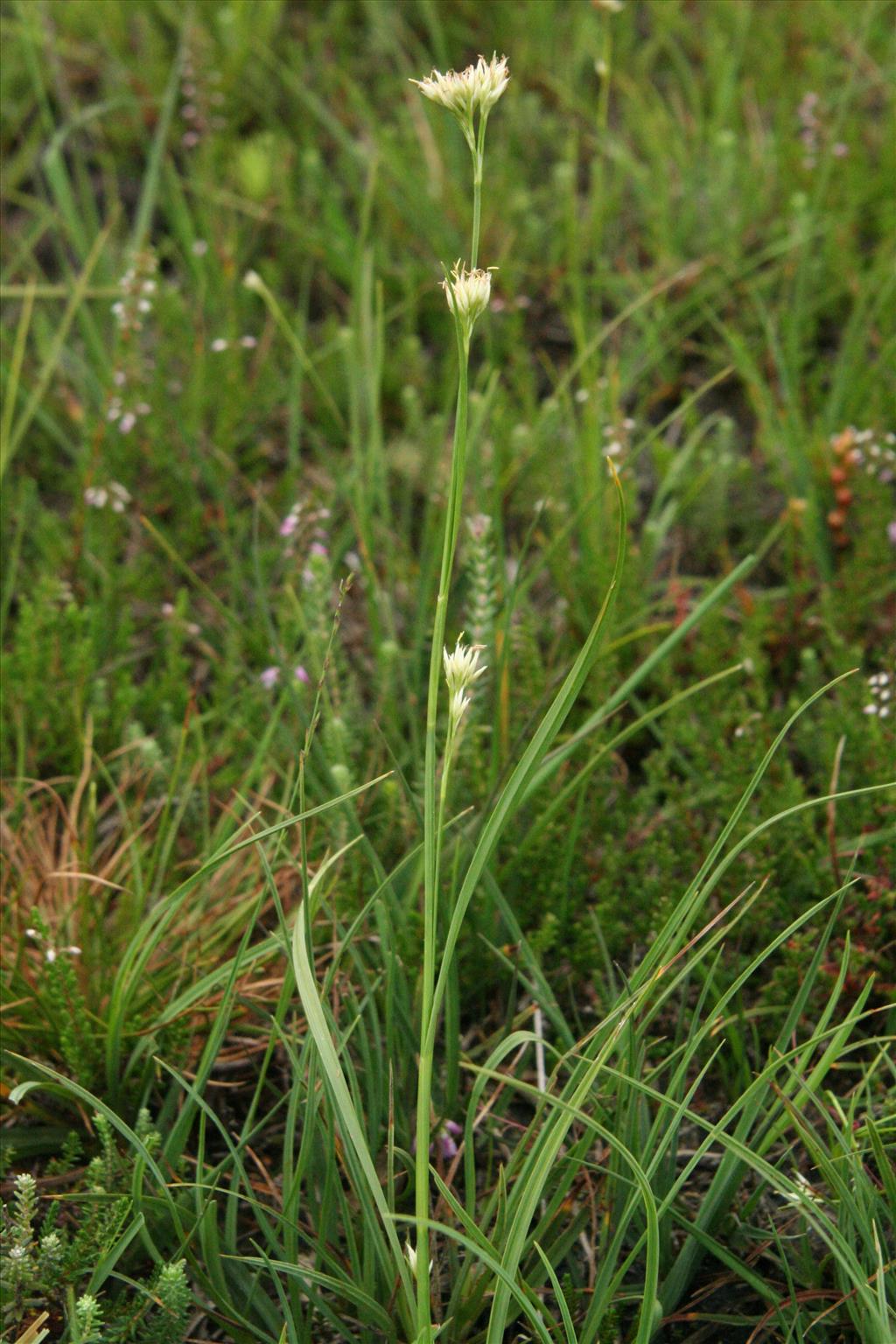 Rhynchospora alba (door Willem Braam)