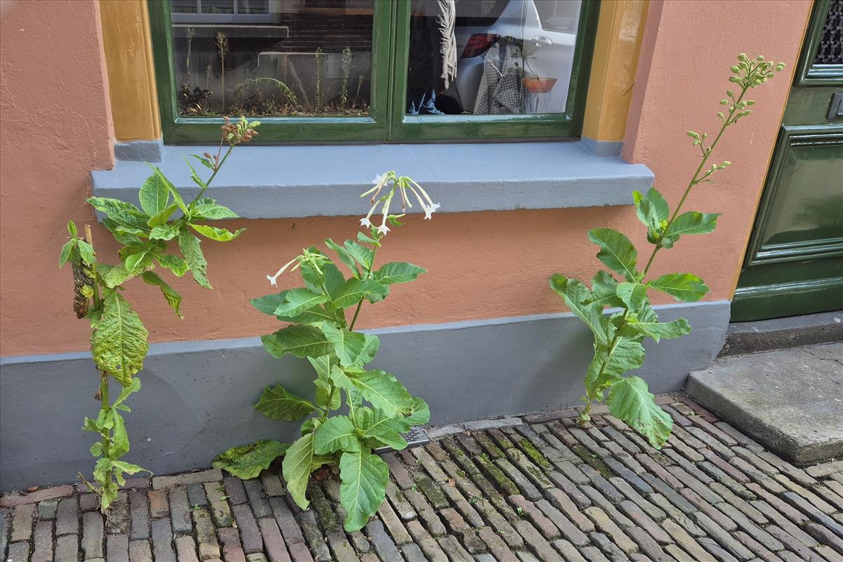 Nicotiana sylvestris (door Willem Braam)