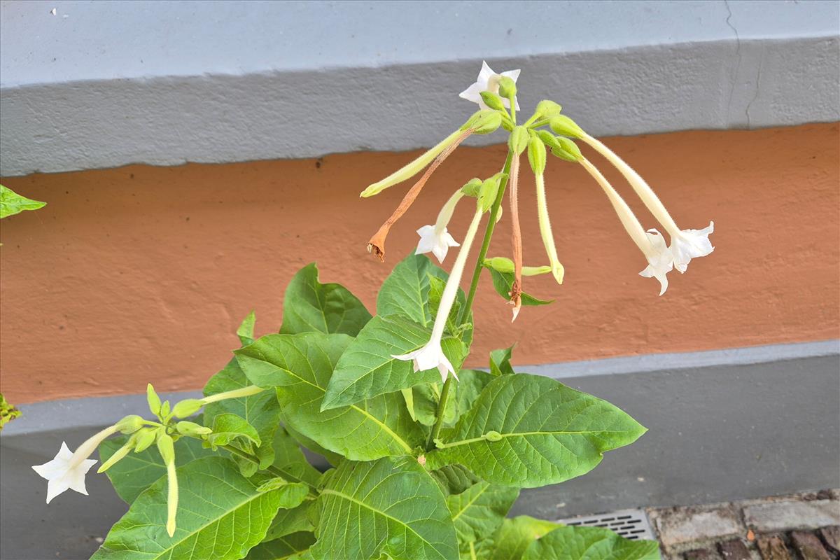 Nicotiana sylvestris (door Willem Braam)