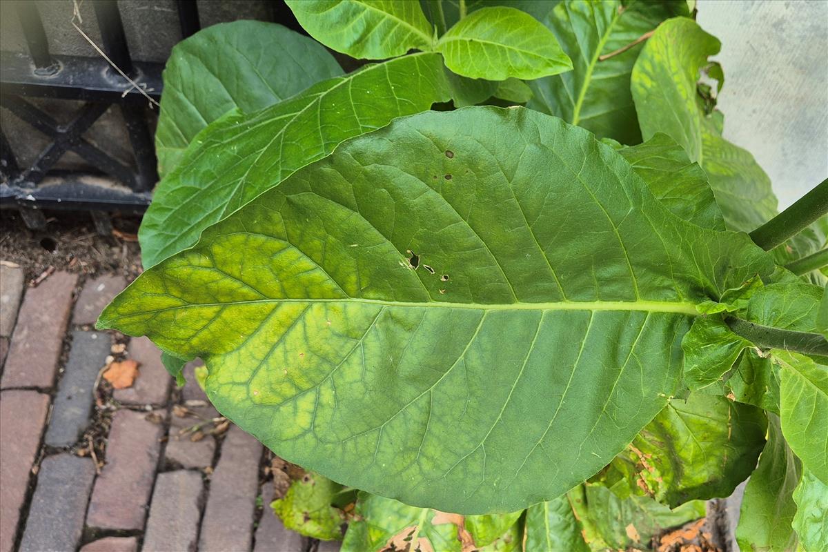 Nicotiana sylvestris (door Willem Braam)