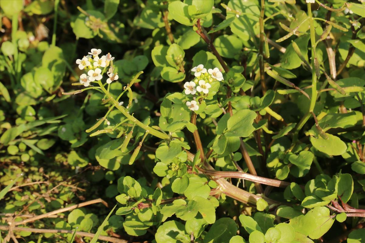 Nasturtium officinale (door Willem Braam)