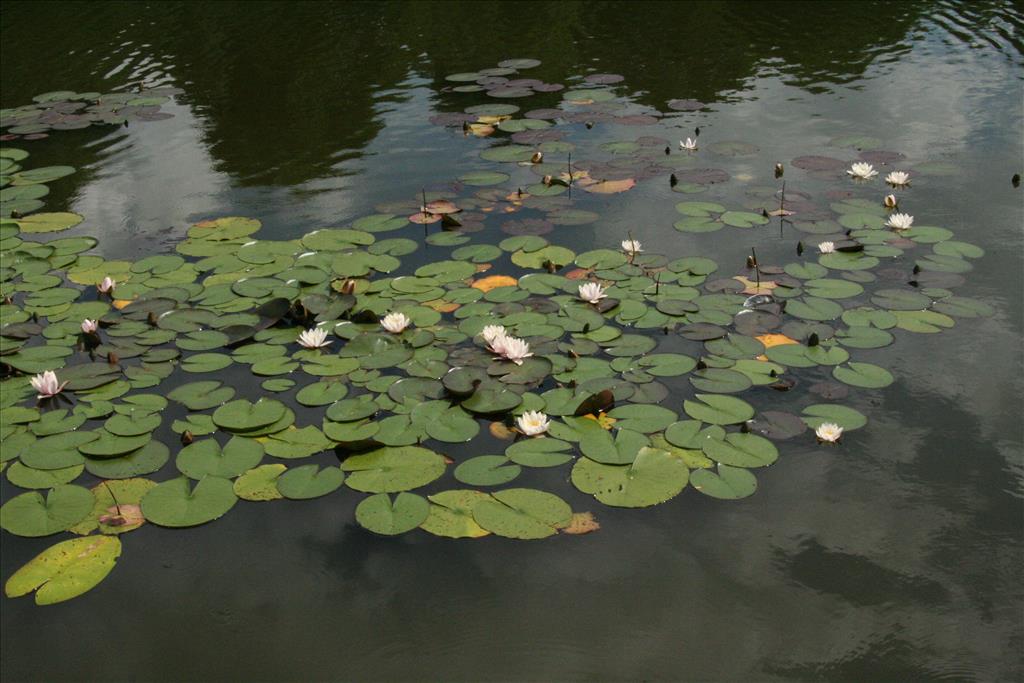 Nymphaea alba (door Willem Braam)