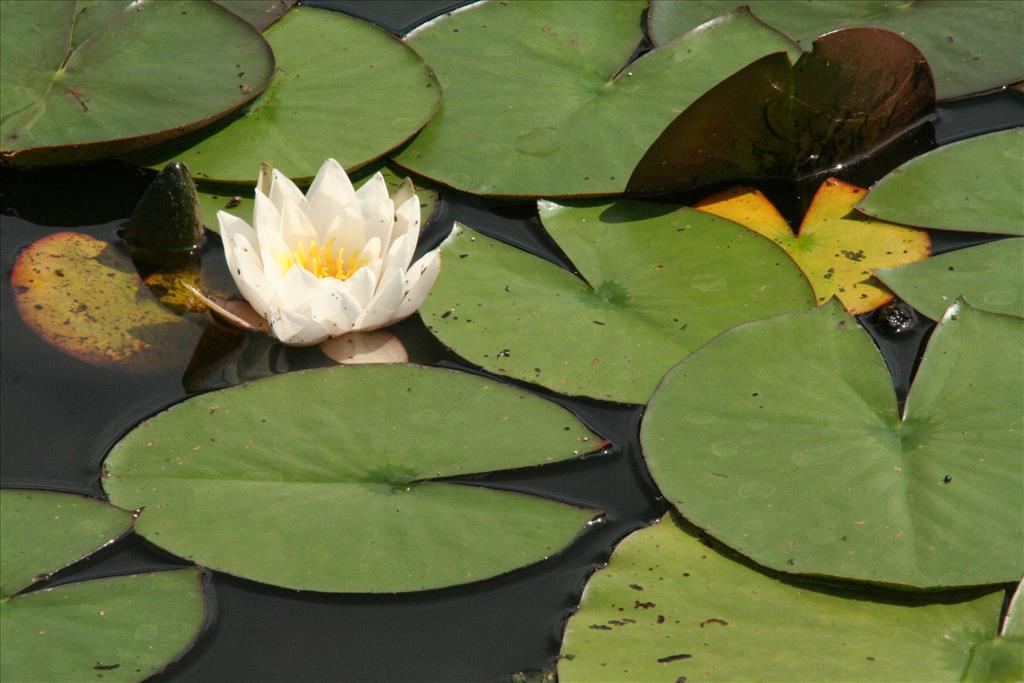 Nymphaea alba (door Willem Braam)