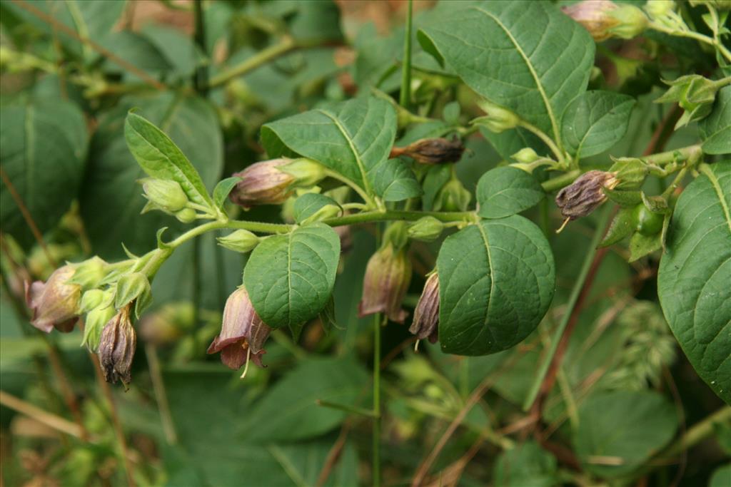 Atropa bella-donna (door Willem Braam)