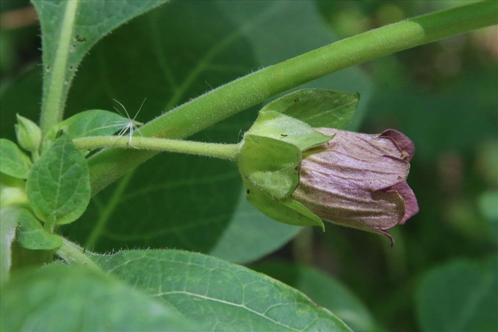 Atropa bella-donna (door Willem Braam)