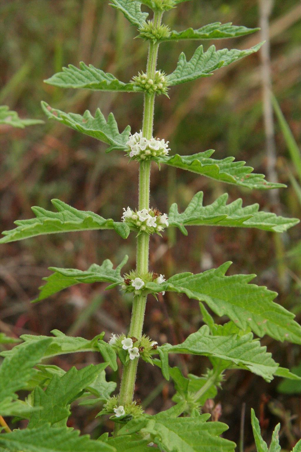 Lycopus europaeus (door Willem Braam)