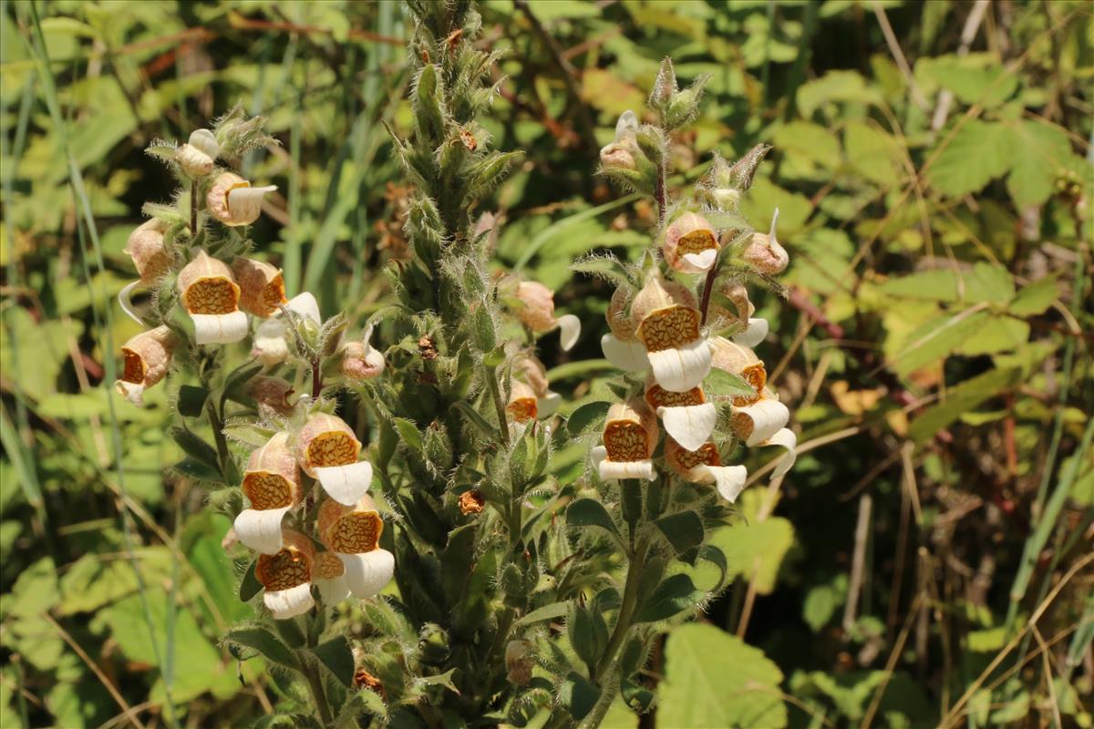 Digitalis lanata (door Willem Braam)