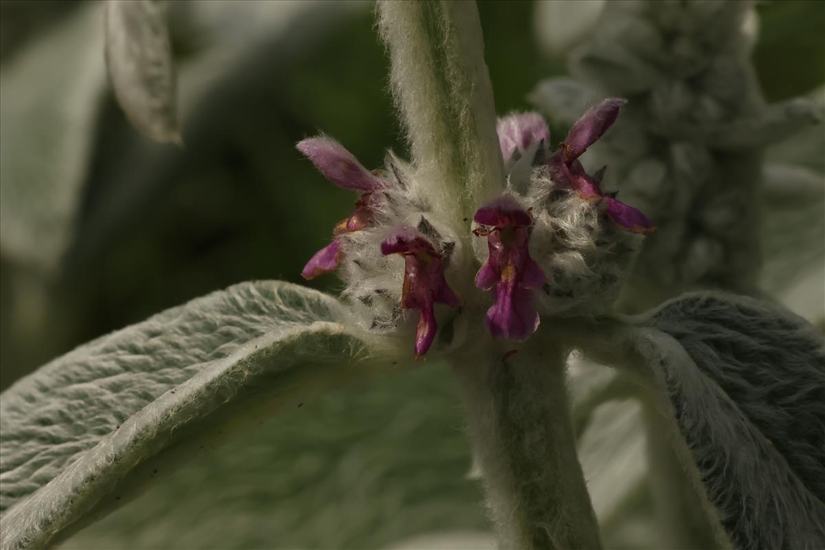 Stachys byzantina (door Willem Braam)
