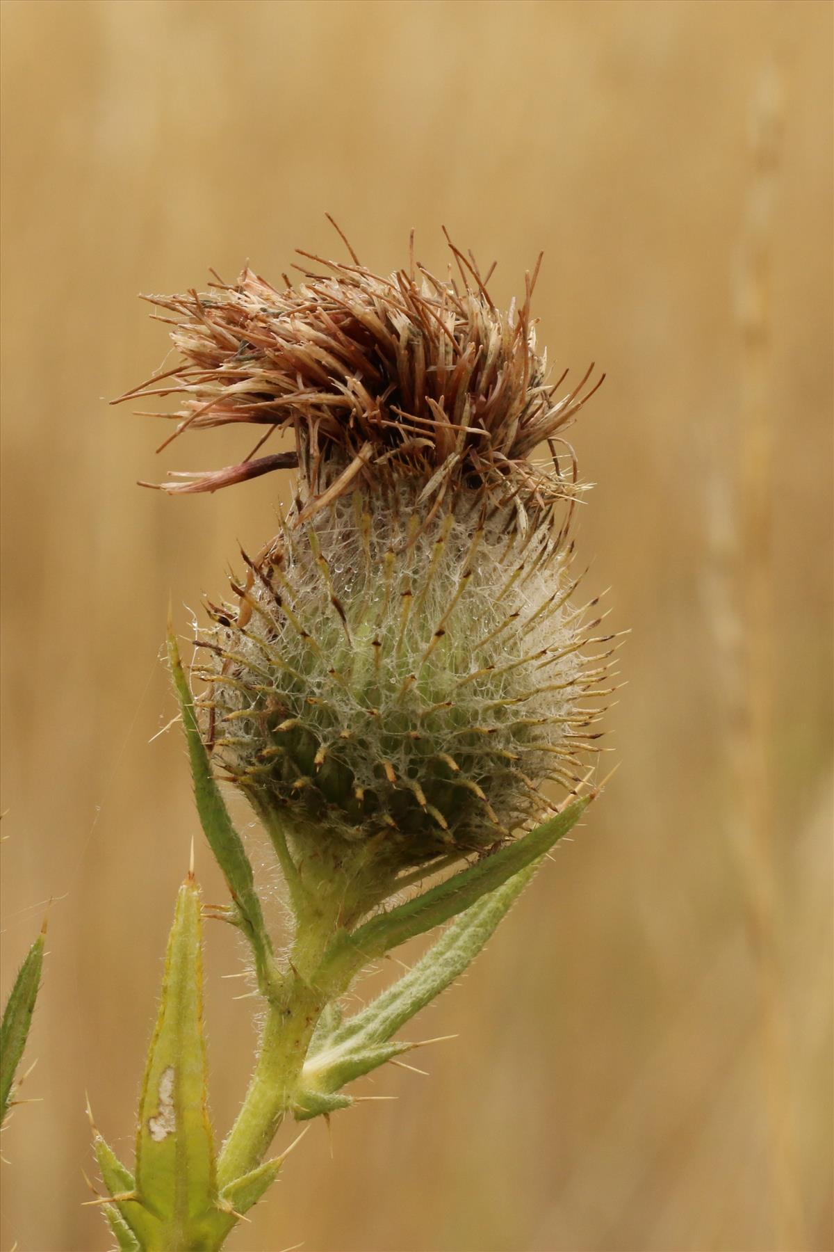 Cirsium eriophorum (door Willem Braam)