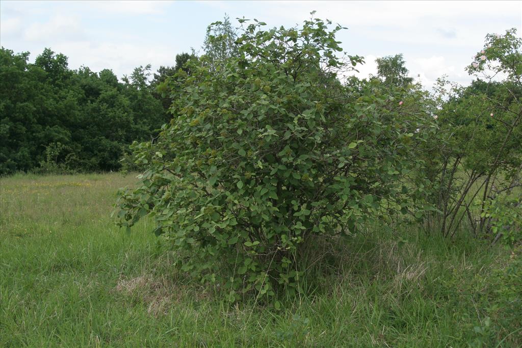 Viburnum lantana (door Willem Braam)