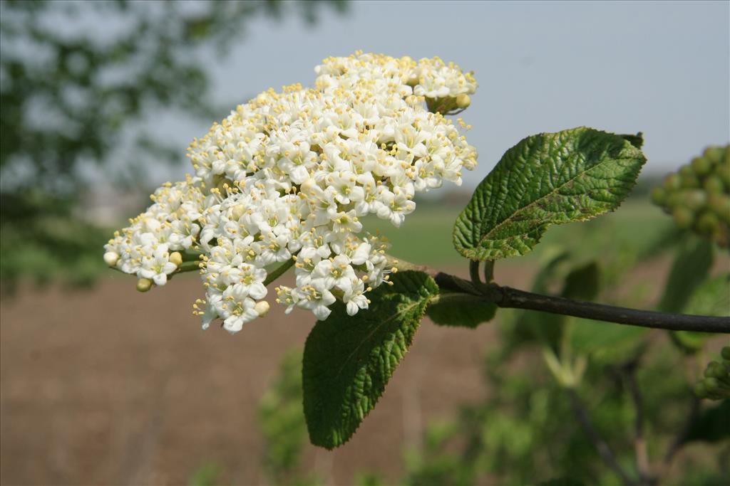 Viburnum lantana (door Willem Braam)