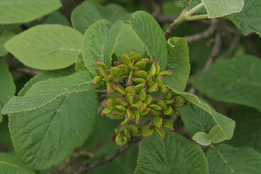 Viburnum lantana (door Willem Braam)