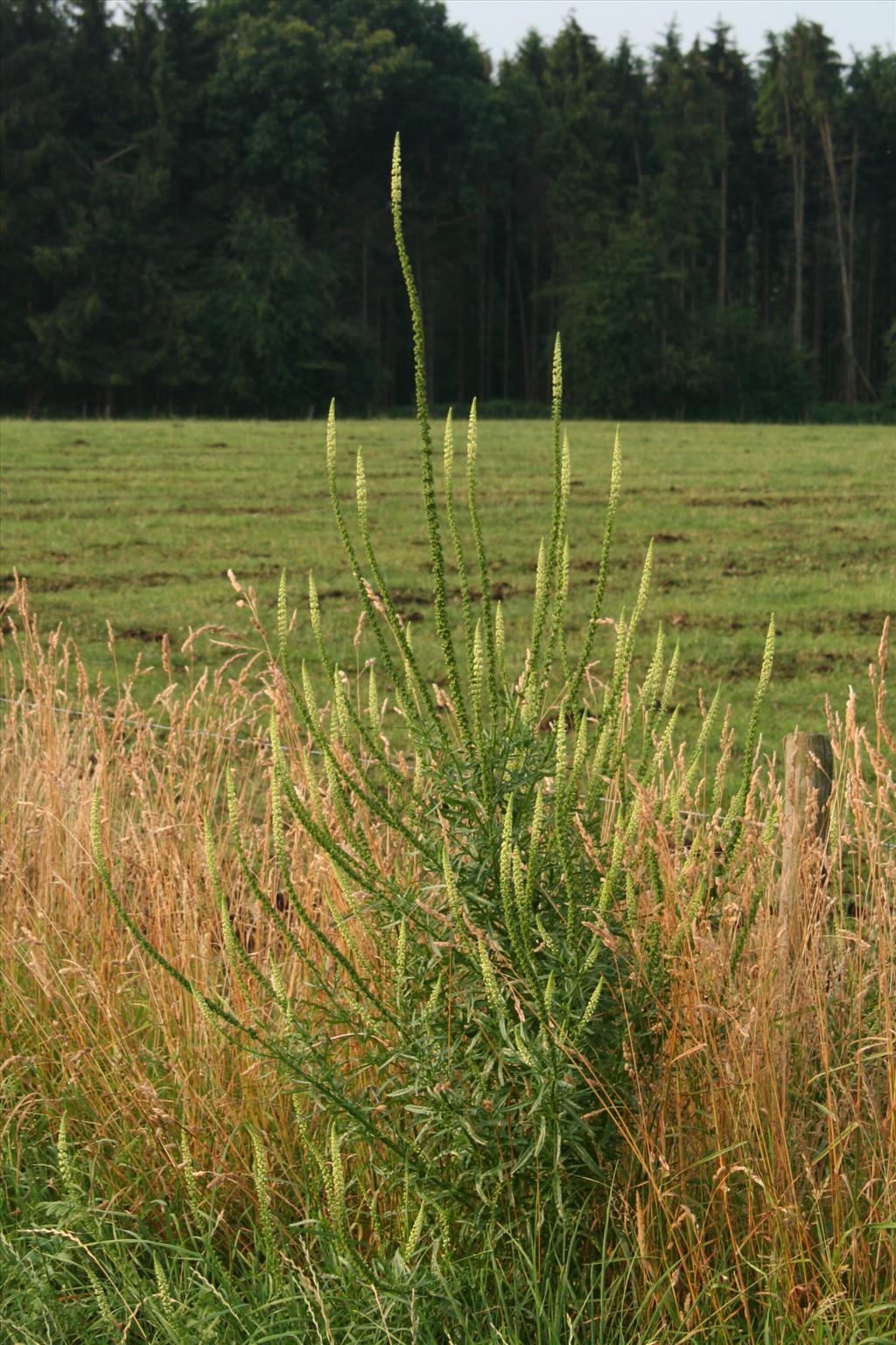 Reseda luteola (door Willem Braam)