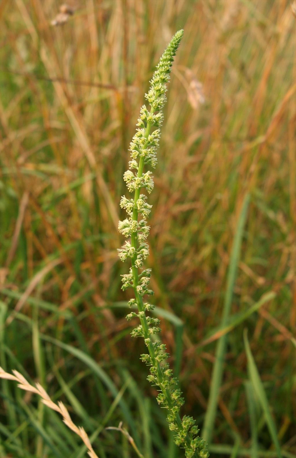 Reseda luteola (door Willem Braam)