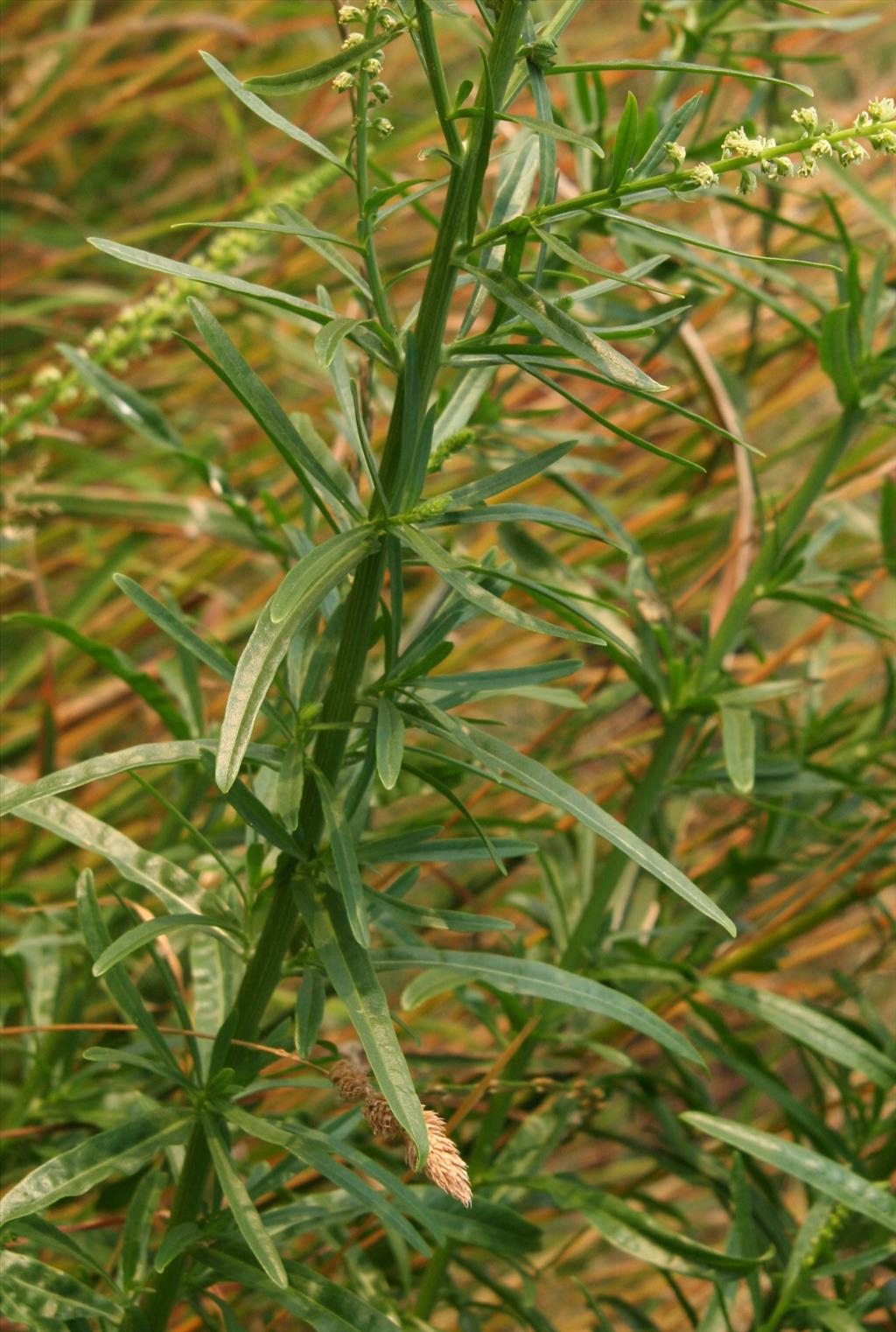 Reseda luteola (door Willem Braam)