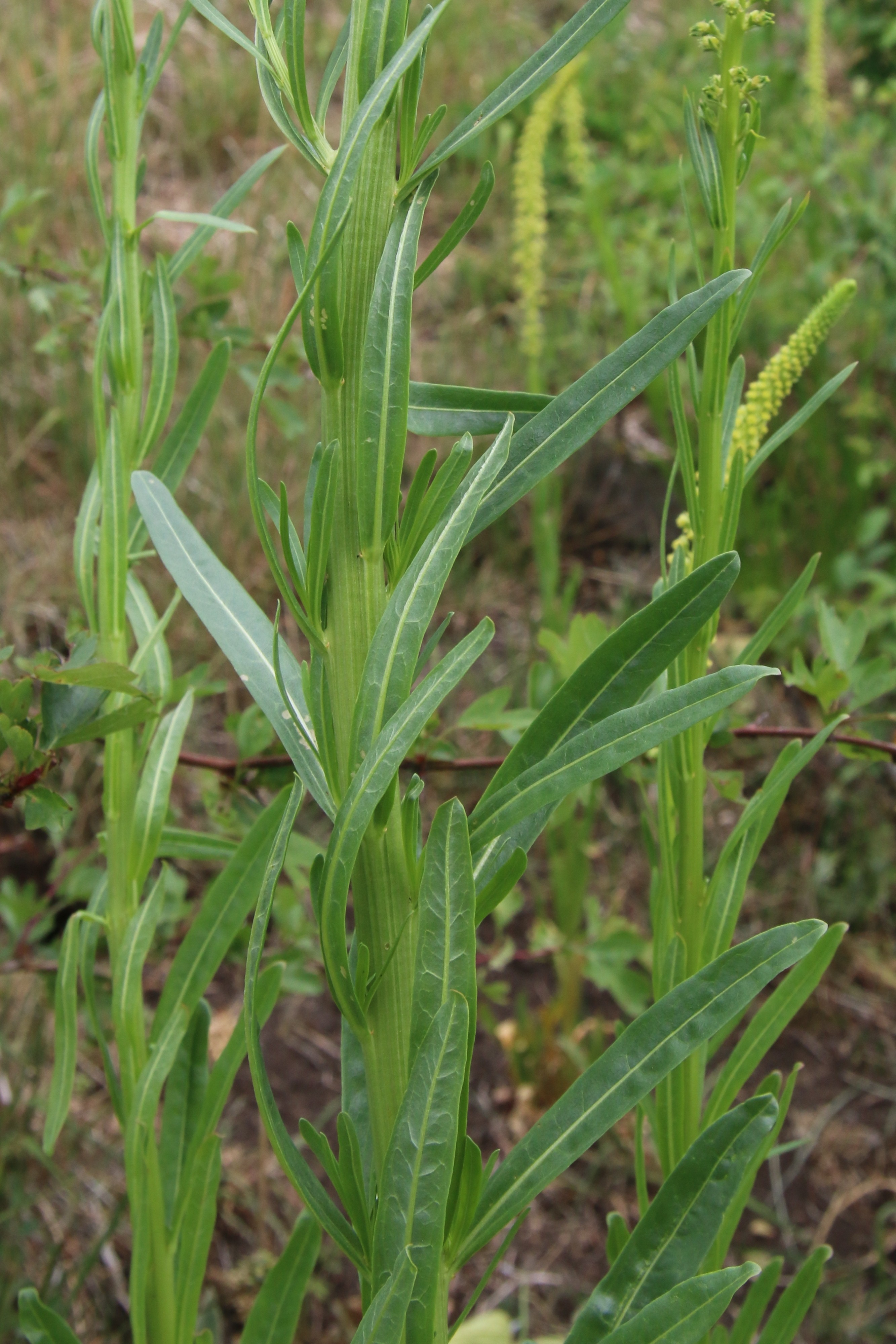 Reseda luteola (door Willem Braam)