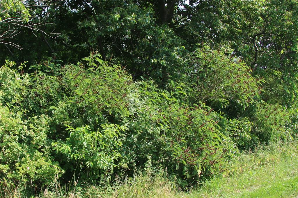 Amorpha fruticosa (door Willem Braam)