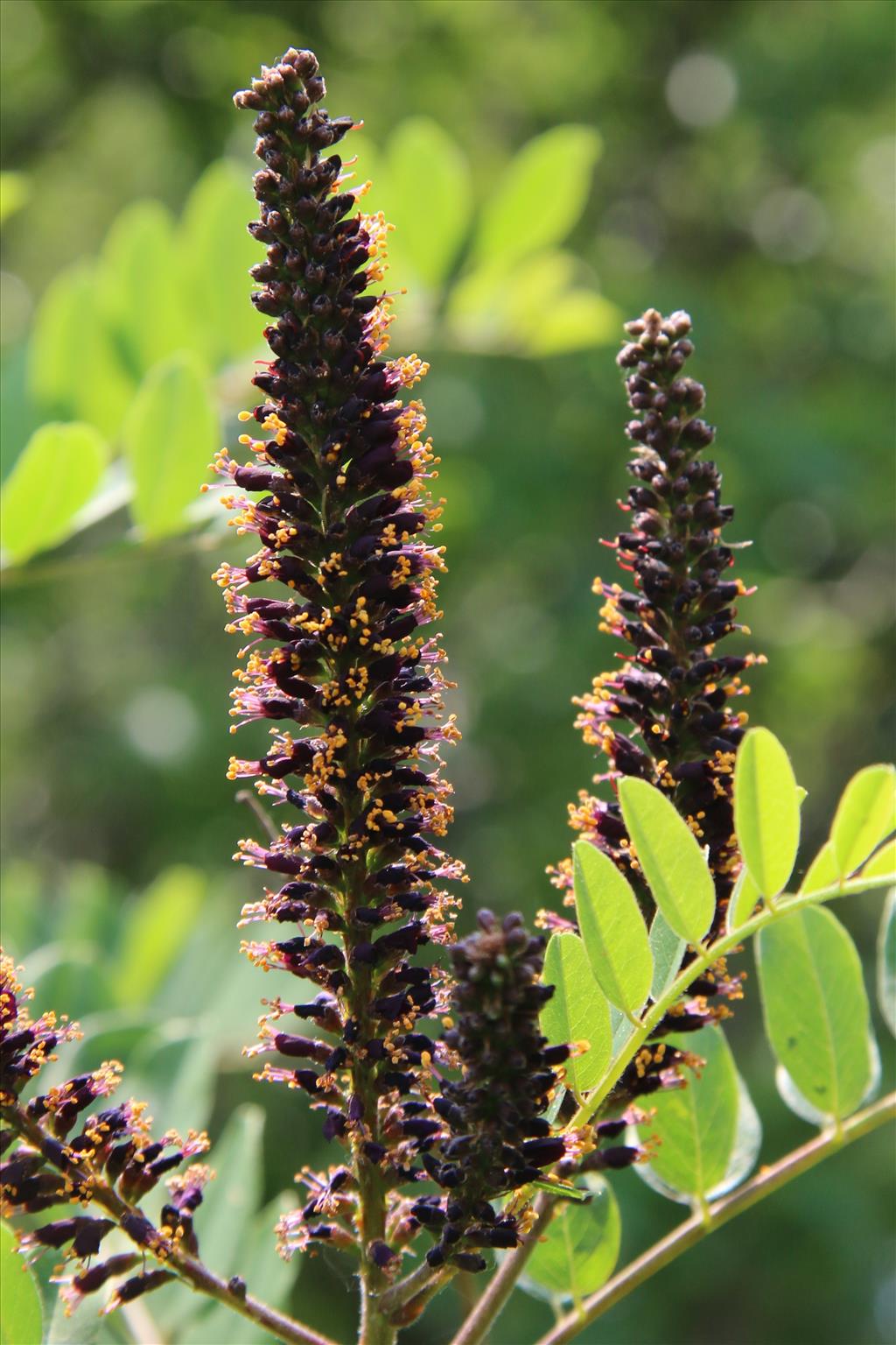 Amorpha fruticosa (door Willem Braam)