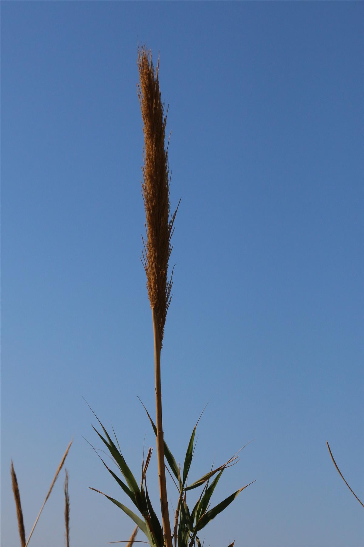 Arundo donax (door Willem Braam)