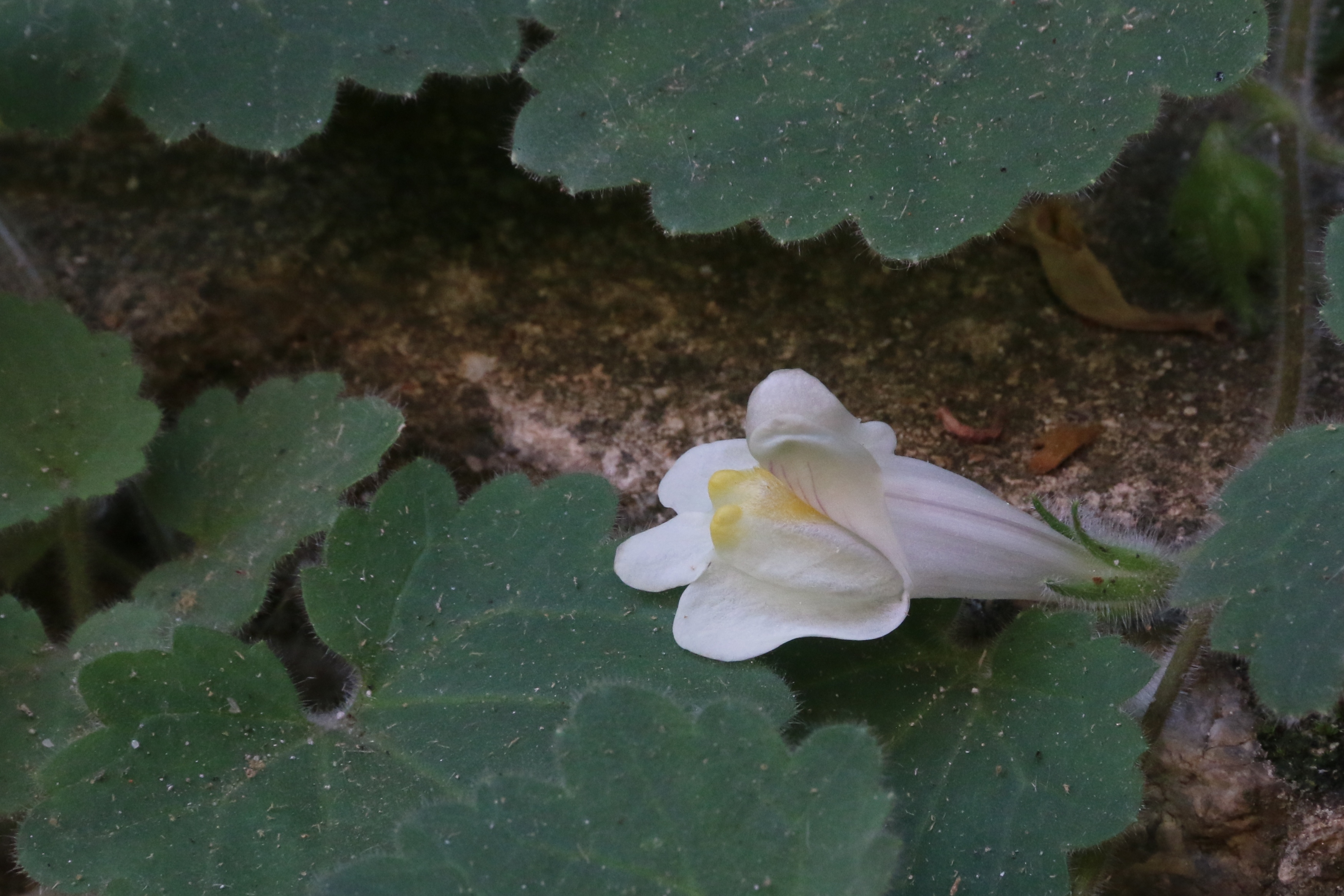 Asarina procumbens (door Willem Braam)