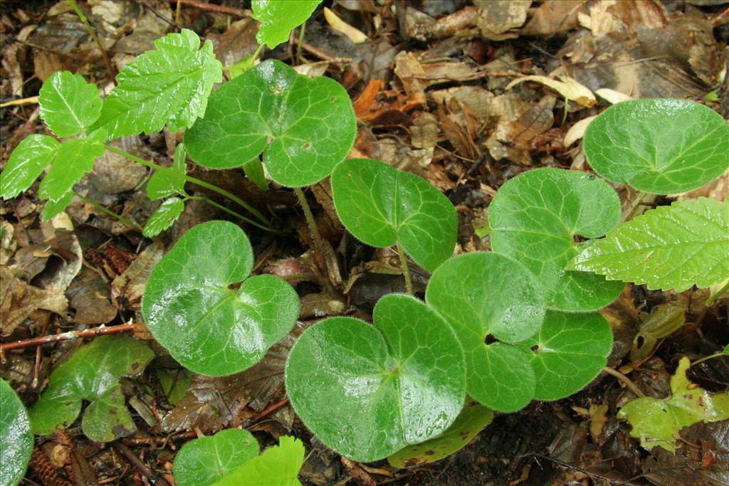 Asarum europaeum (door Willem Braam)