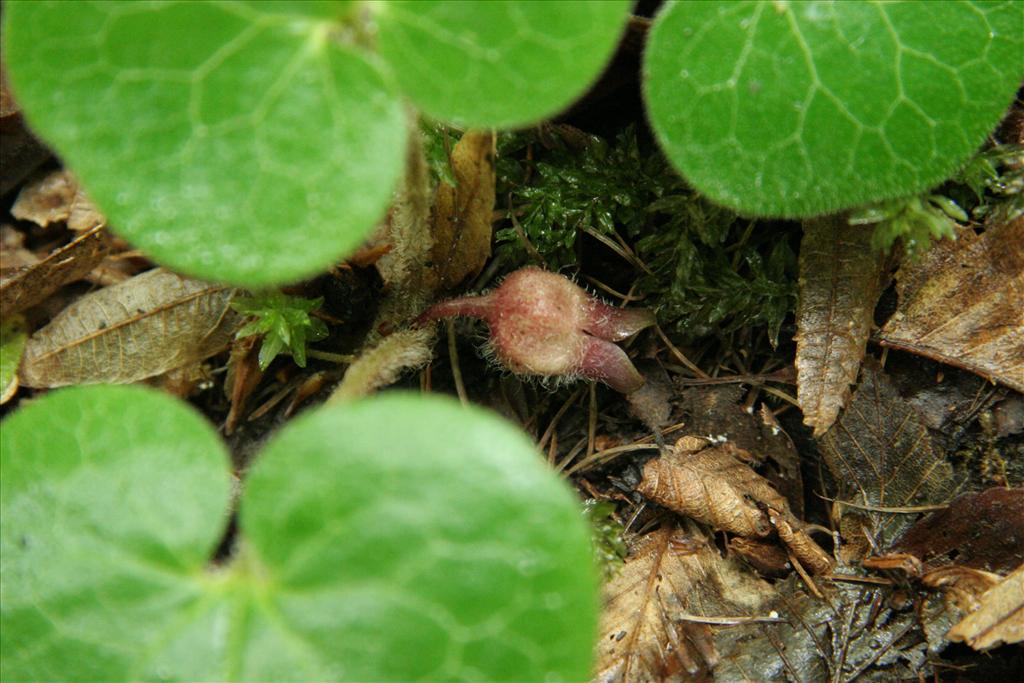 Asarum europaeum (door Willem Braam)