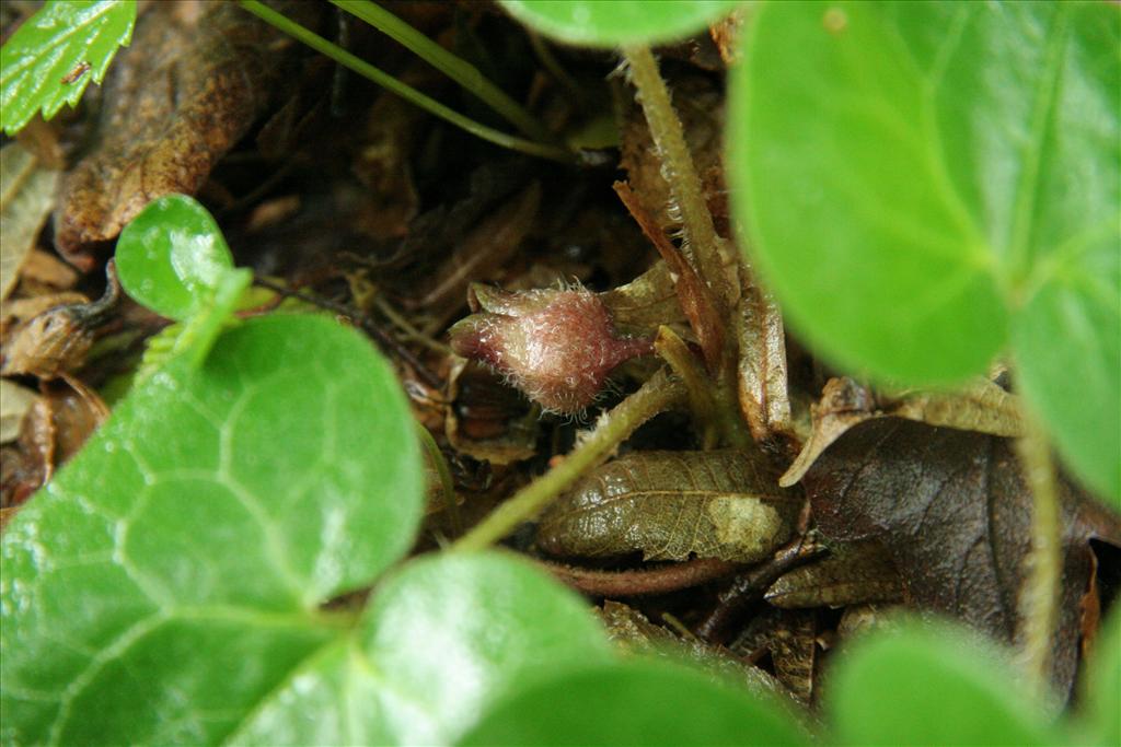 Asarum europaeum (door Willem Braam)