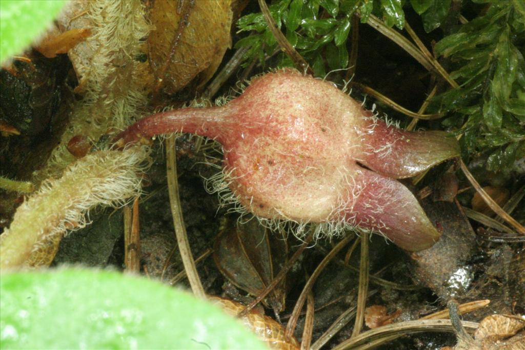 Asarum europaeum (door Willem Braam)