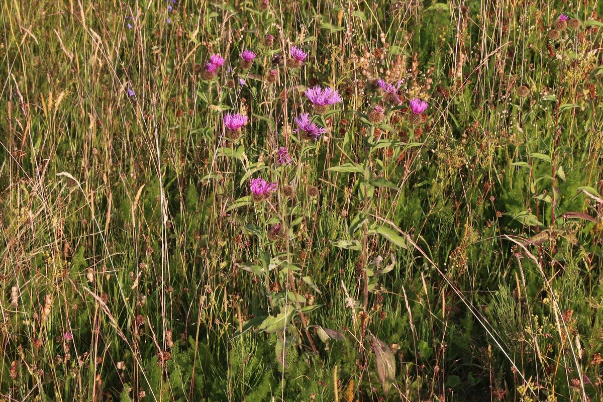 Centaurea phrygia (door Willem Braam)