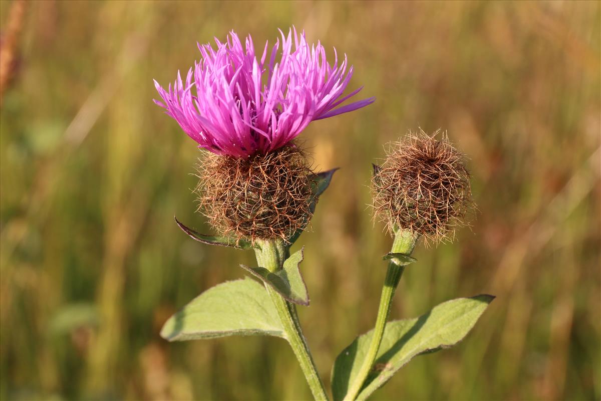 Centaurea phrygia (door Willem Braam)